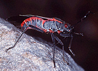Box Elder